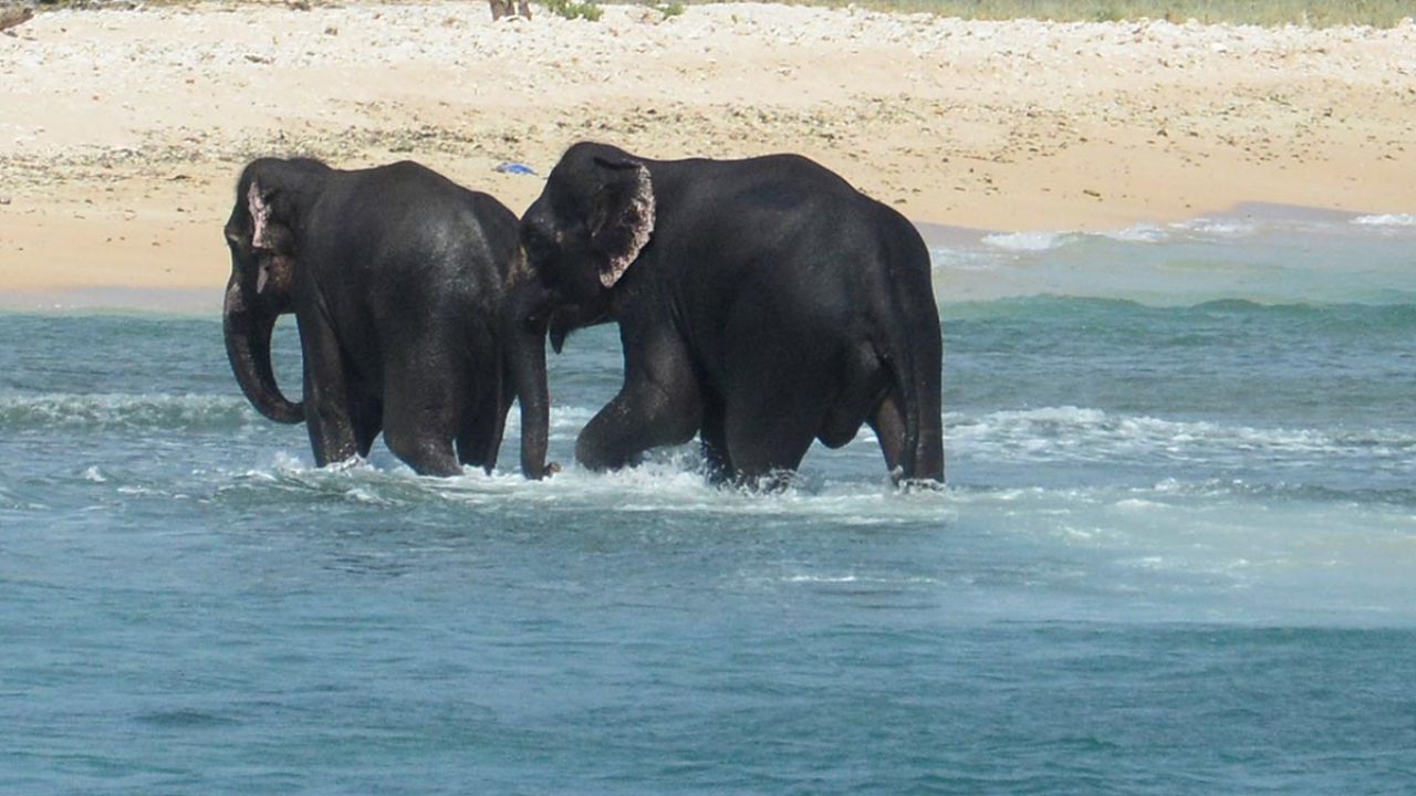 Un Elefante Pisotea Hasta La Muerte A Su Domador En Zimbahue El