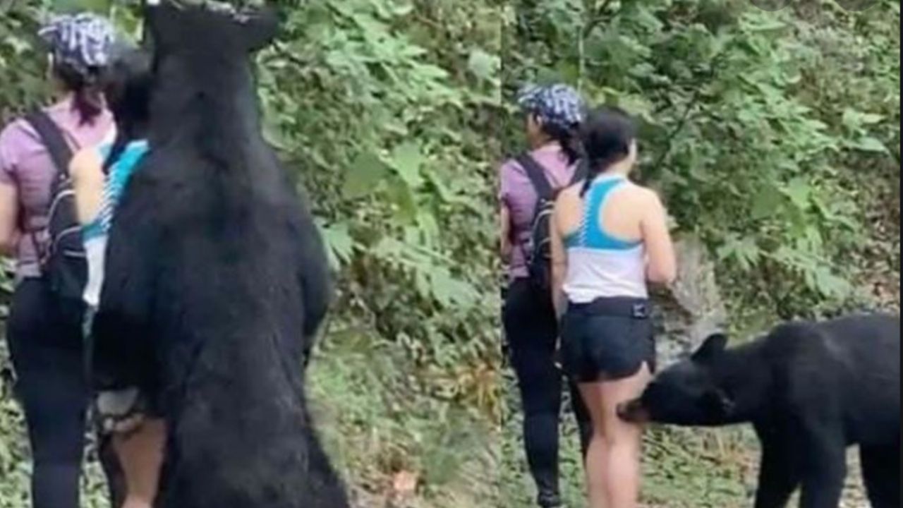 Reúnen firmas para frenar traslado de oso negro del Chipinque a