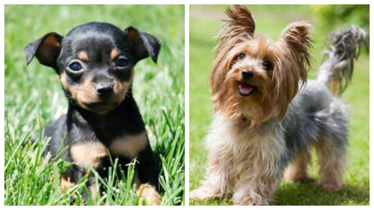 Ternura Cachorritos De Razas Yorkie Y Pinscher Causan Furor En Tiktok