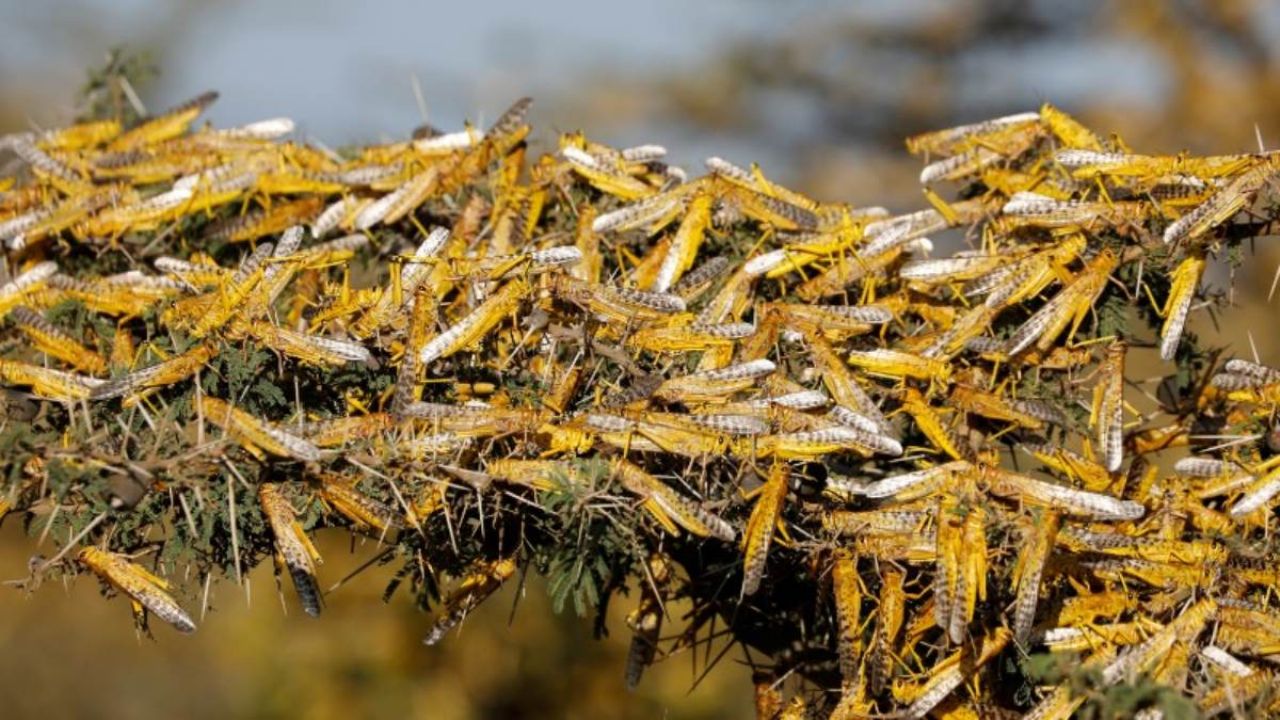 Plaga de langostas azota pastizales en Yucatán así las combaten VIDEO