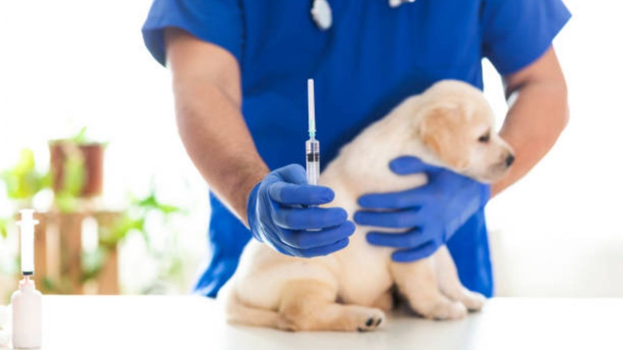 ÚLTIMA HORA CORONAVIRUS Detienen a veterinarios que aplicaron vacuna