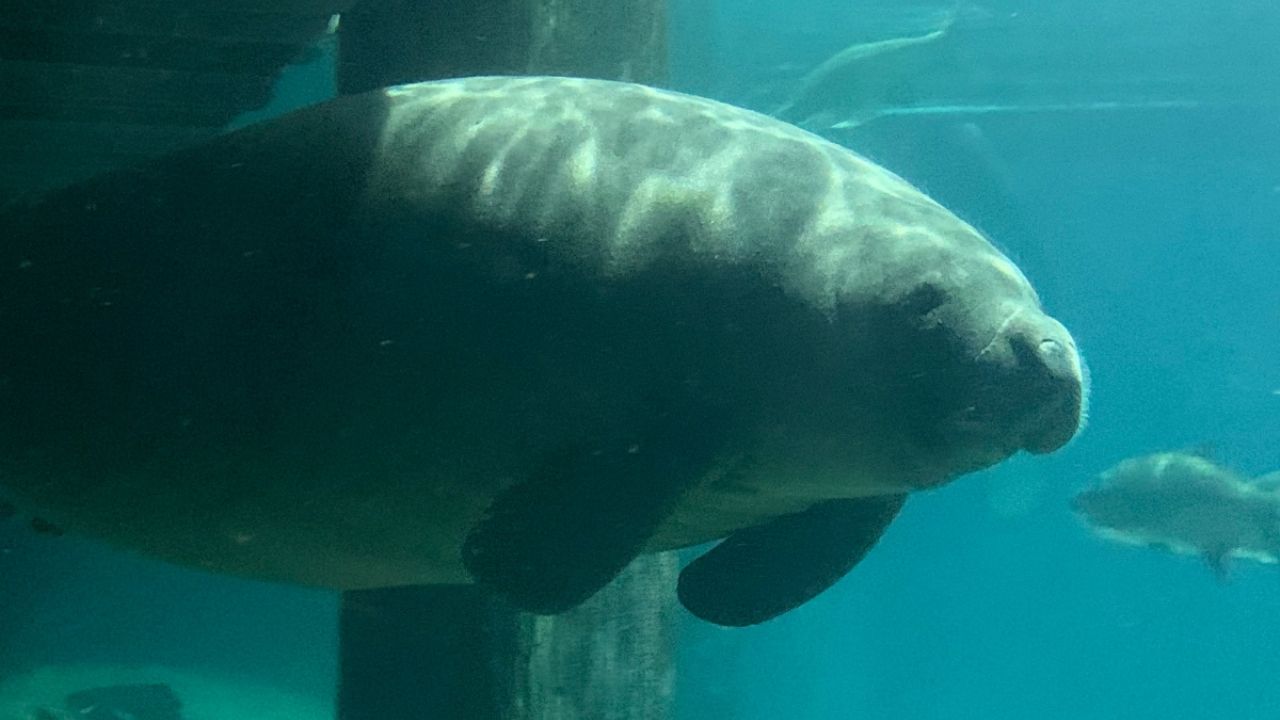 Manatíes en Tampico Así sorprendieron 4 mamíferos en la Laguna del