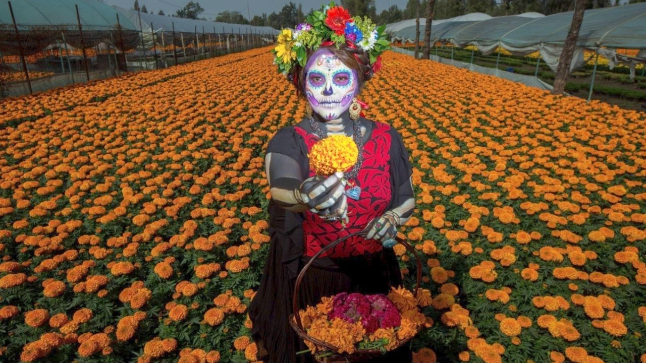 D A De Muertos D Nde Comprar Las Mejores Flores De Cempas Chil