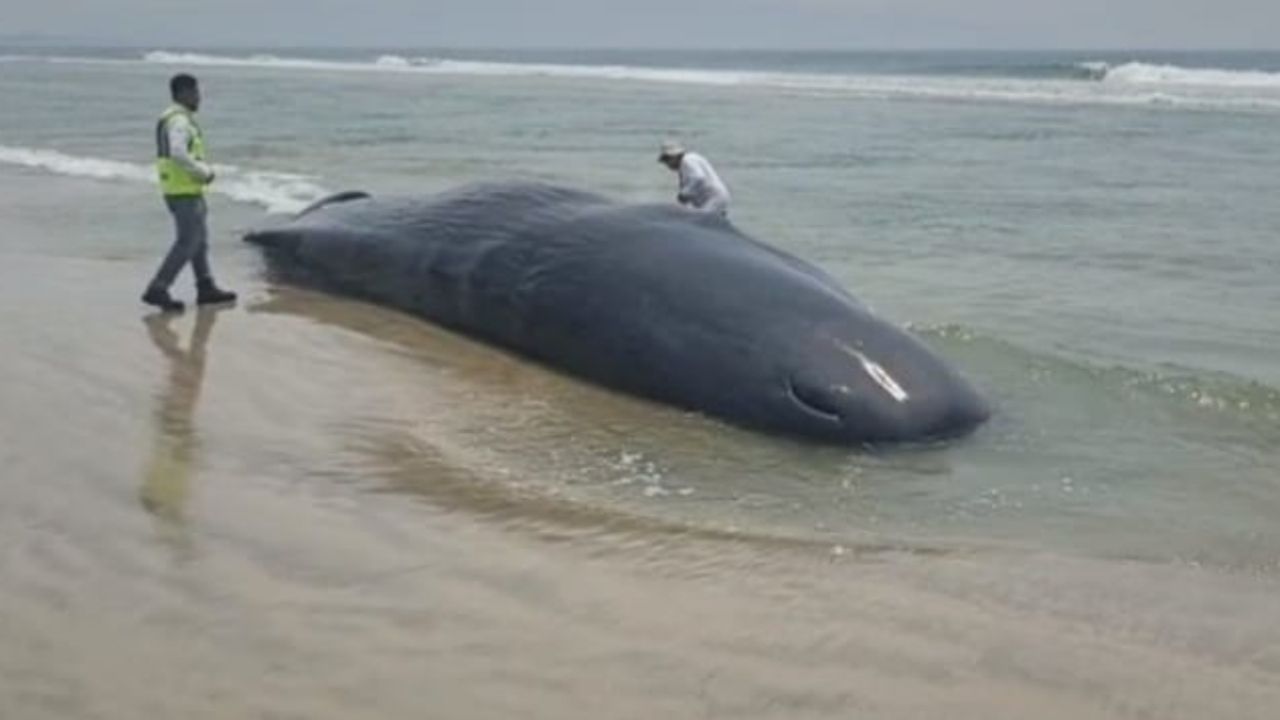 Video Fuerte Una Ballena Muere Encallada En Oaxaca Pescadores