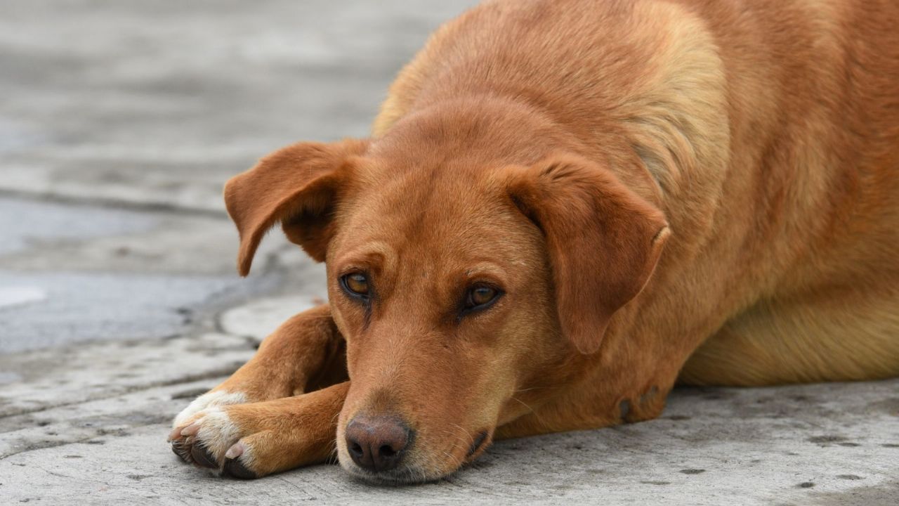 Fuertes Im Genes Hombre Golpea Y Lanza A Sus Perros Sin Piedad Contra