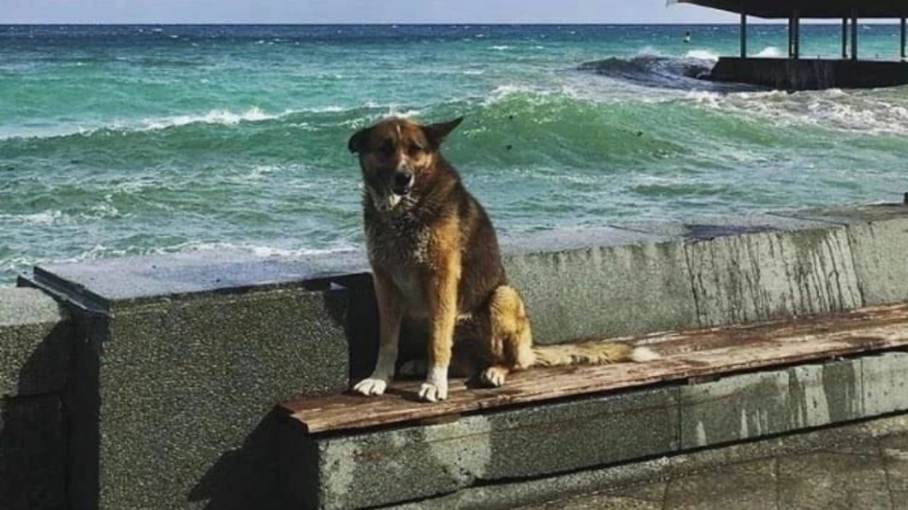 Fallece Mukhtar El Hachiko De Crimea Perrito Que Esper A Su Due O