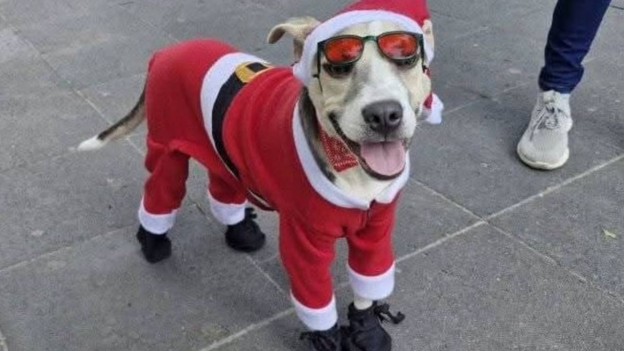 El Perrito Williberto Se Viste De Santa Claus Para Luchar Contra Una