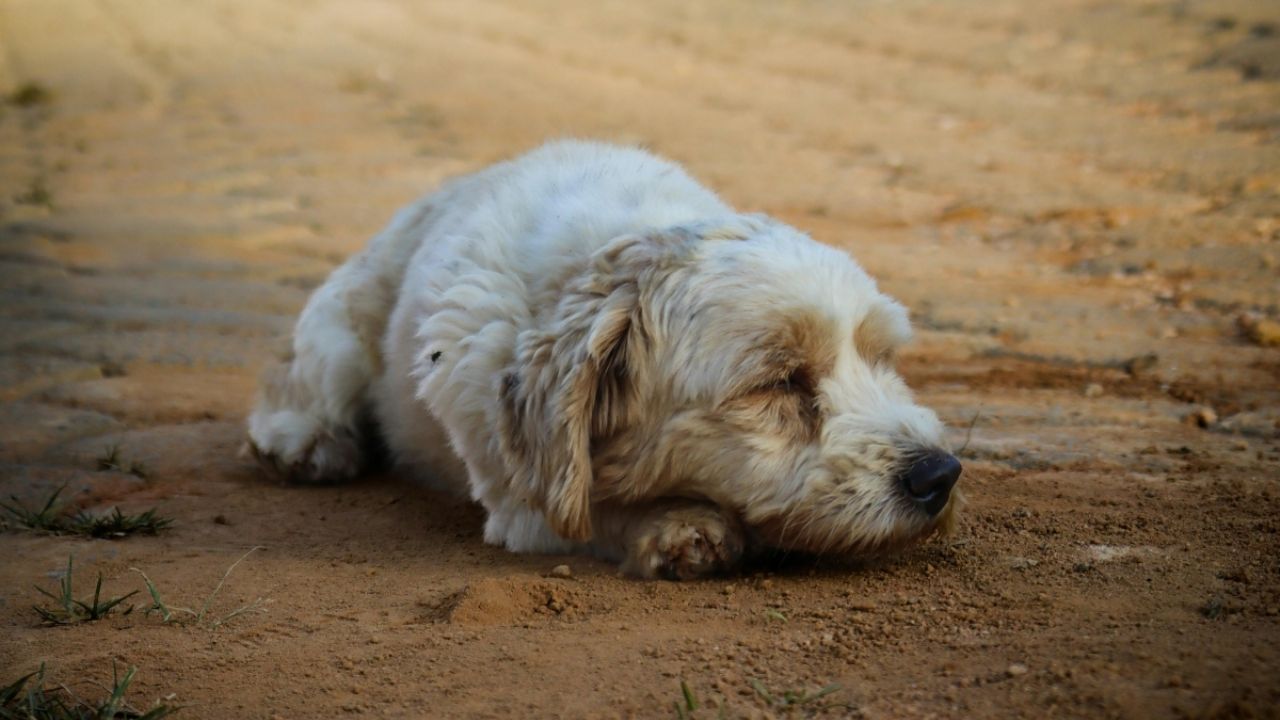 Detienen a hombre que ahorcó y dejó sin vida a su perrita esta es la