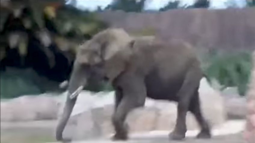 VIDEO: Así vivió la elefanta Ely el sismo en el Zoo San Juan de Aragón