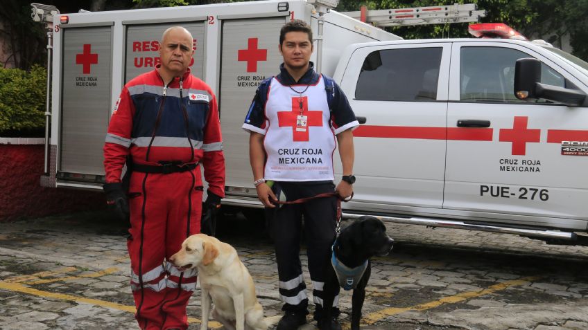 Maia y Luna, perros rescatistas de Cruz Roja Puebla que ayudaron tras sismo