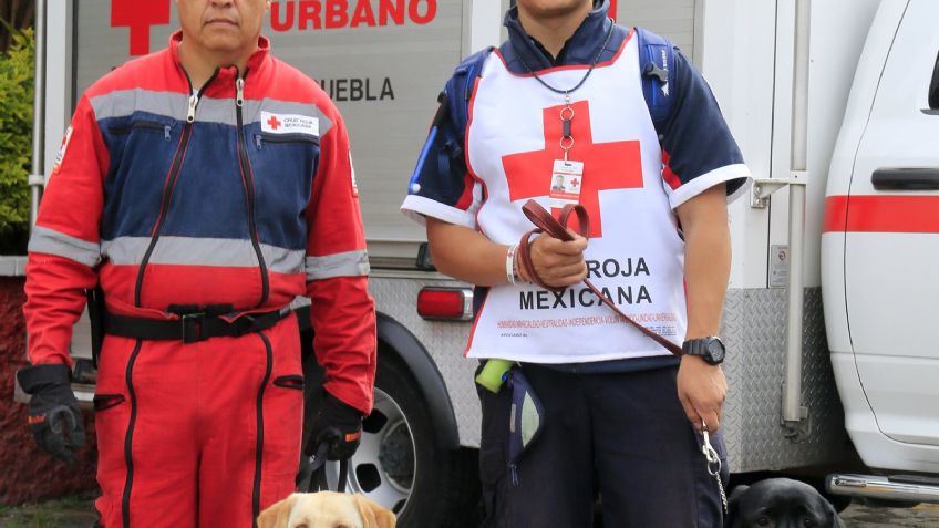 Maia y Luna, perros rescatistas de Cruz Roja Puebla que ayudaron tras sismo