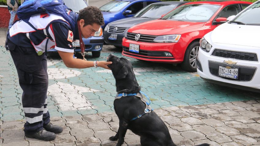 Maia y Luna, perros rescatistas de Cruz Roja Puebla que ayudaron tras sismo