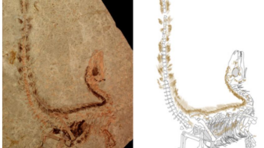 Científicos hallan evidencia de dinosaurio chino emplumado