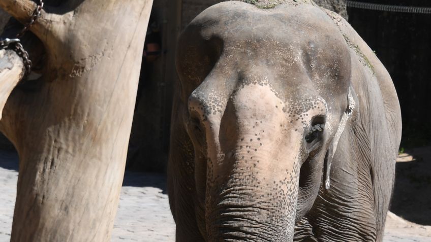 Cazador muere al ser aplastado por elefante durante cacería