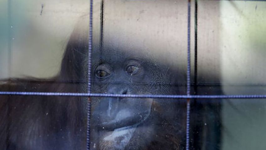 Siguen animales de zoológico enjaulados, tras un año de cierre