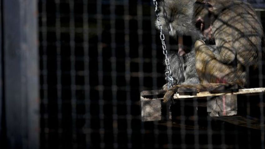 Siguen animales de zoológico enjaulados, tras un año de cierre