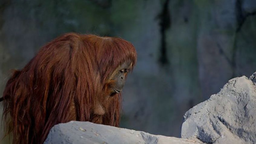 Siguen animales de zoológico enjaulados, tras un año de cierre