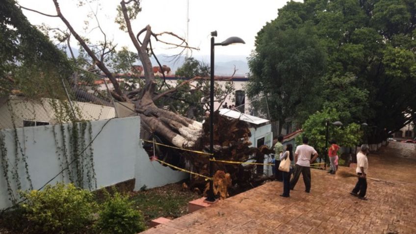 FOTOS: Una tromba derriba árboles y techos en Oaxaca