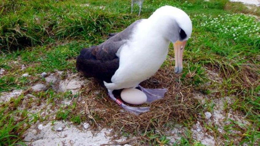 Forma de huevos en aves depende, en buena medida, de su destreza para volar