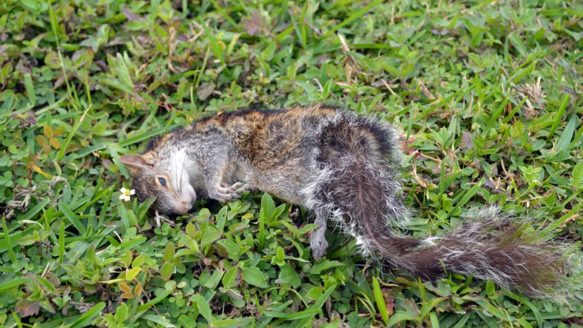 Tribunal ordena se restituya el manglar en Tajamar