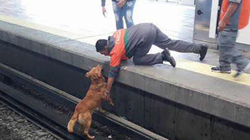 Muere perro electrocutado en Pantitlán; animalistas denuncian omisión de Metro