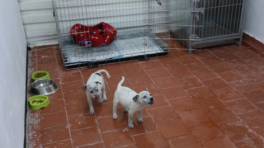 Abre Metro centro de refugio para perros rescatados en sus instalaciones