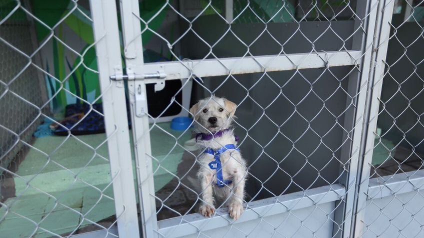 Abre Metro centro de refugio para perros rescatados en sus instalaciones