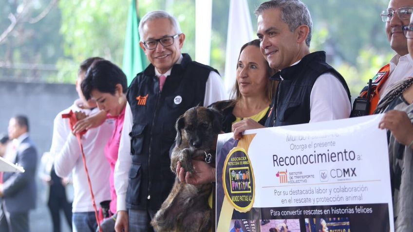 Abre Metro centro de refugio para perros rescatados en sus instalaciones