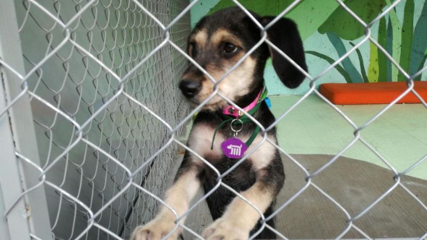 Abre Metro centro de refugio para perros rescatados en sus instalaciones