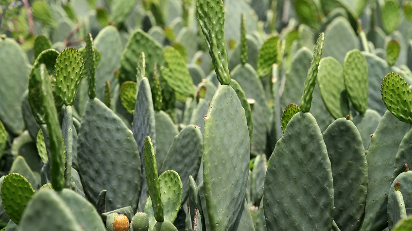 Estudiantes mexicanos crean helado de fruto de nopal contra la diabetes