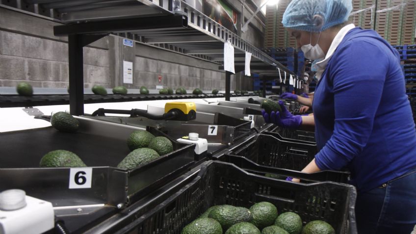 La exportación de aguacate genera 2 mil 500 millones de dólares a México