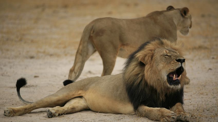 Cazador mata a uno de los hijos del león Cecil