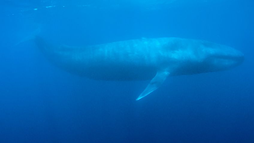 Canadá prohíbe la pesca de cangrejos para proteger a las ballenas negras