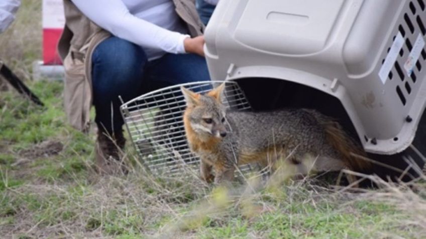 Profepa reintegra a zorro gris a reserva de Meztitlán, Hidalgo