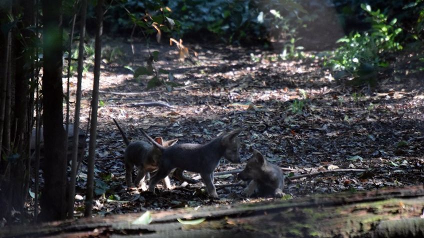 Zoológico Los Coyotes presenta a siete crías de Lobo Mexicano