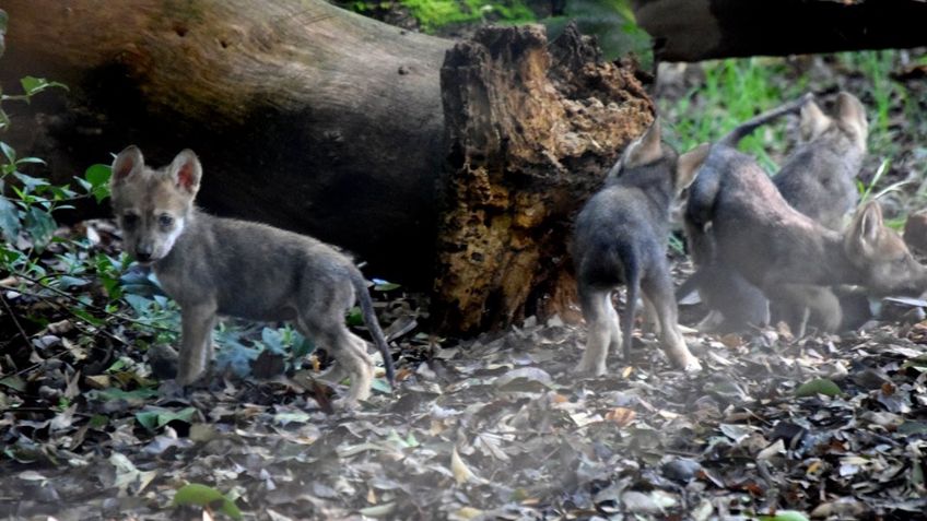 Zoológico Los Coyotes presenta a siete crías de Lobo Mexicano