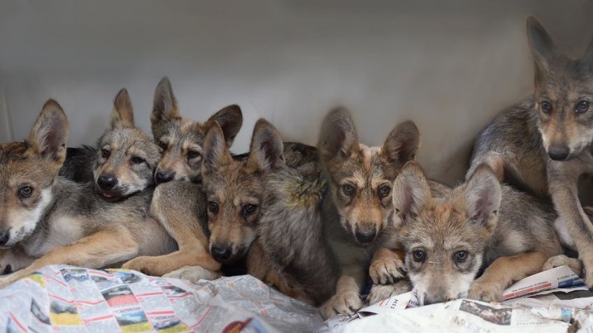 Zoológico Los Coyotes presenta a siete crías de Lobo Mexicano