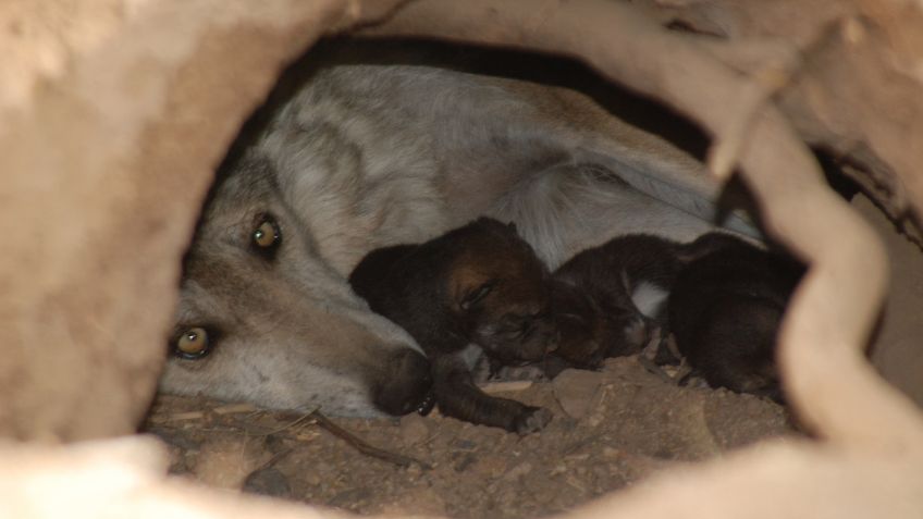 Presentan 6 nuevos ejemplares de Lobo gris en Sonora