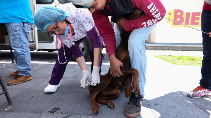 Tlajomulco realizó cuatro mil 381 esterilizaciones en perros y gatos