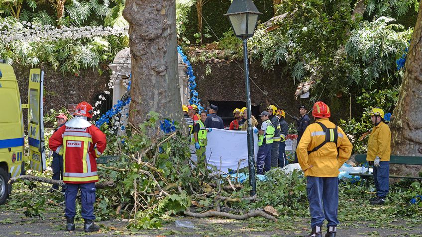 Portugal: 12 muertos y 50 heridos por caída de árbol