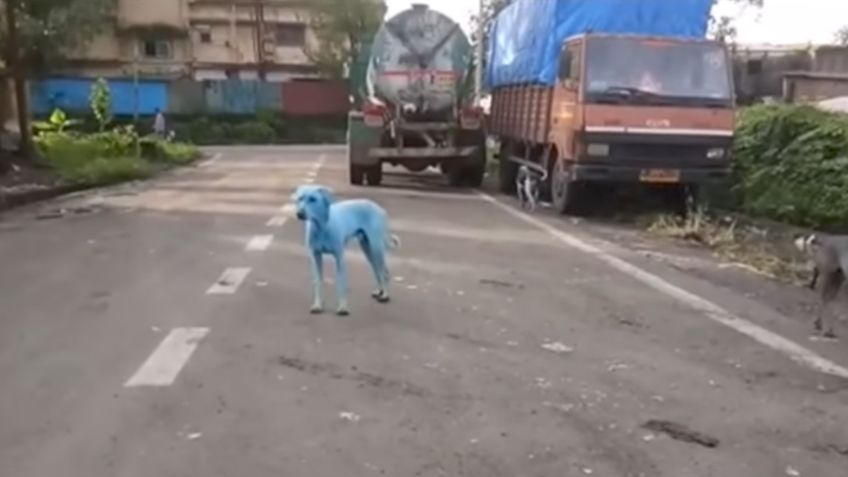 Perros azules aparecen en India por contaminación de río