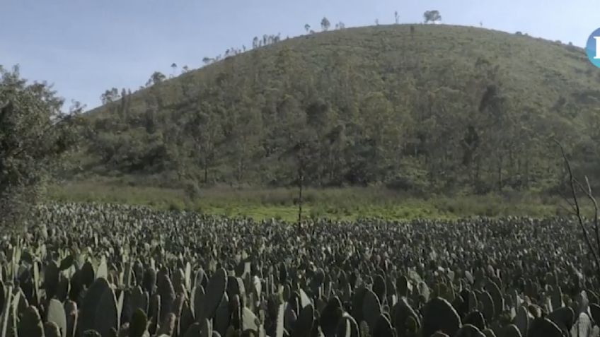 En Milpa Alta generan electricidad con nopales