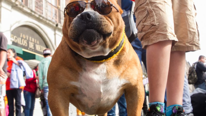 Mascotas también pueden sufrir daños en la visión durante el eclipse