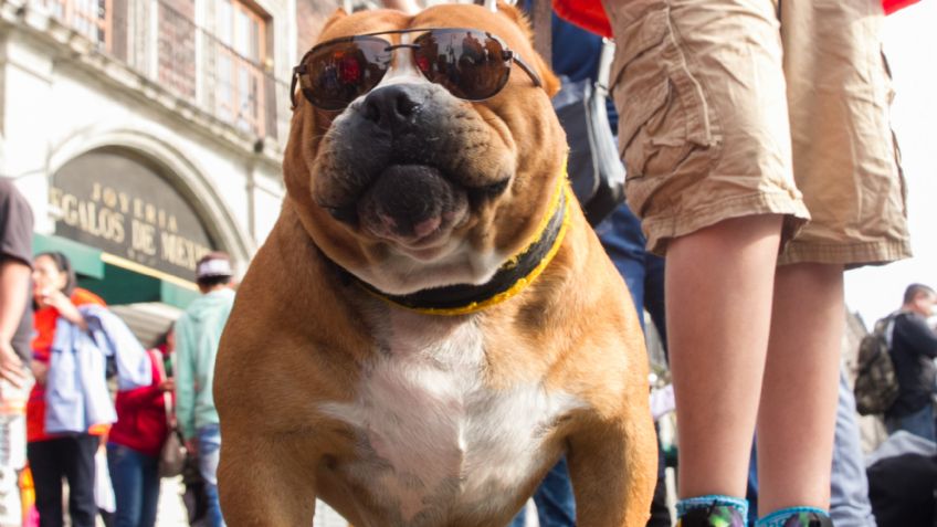 Mascotas también pueden sufrir daños en la visión durante el eclipse