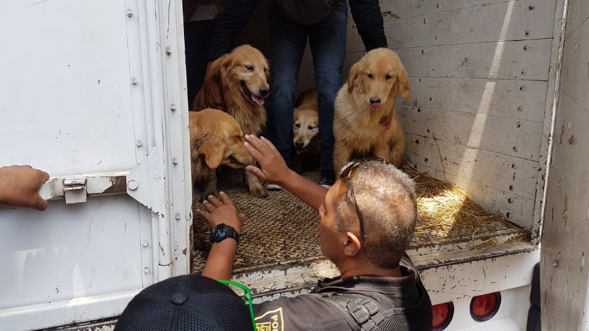 Rescatan a 38 perros golden de un criadero clandestino en Iztapalapa