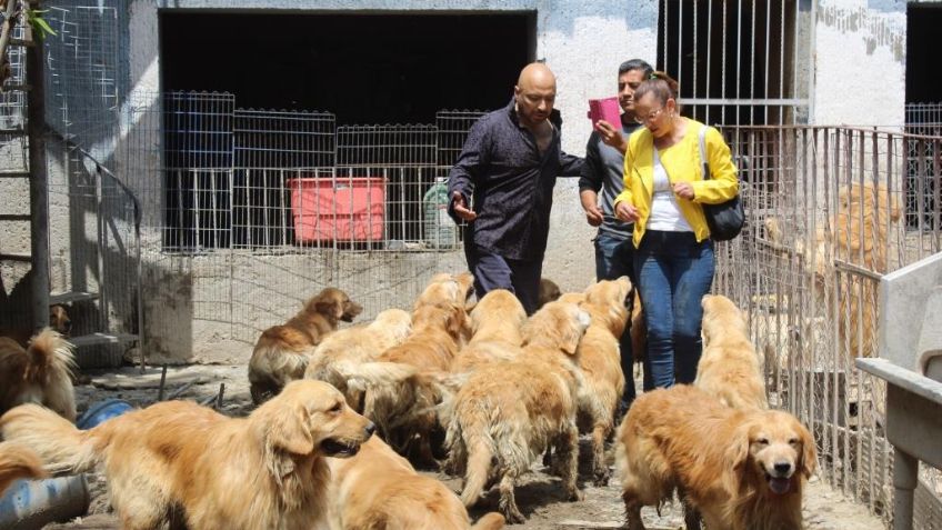 Rescatan a 38 perros golden de un criadero clandestino en Iztapalapa