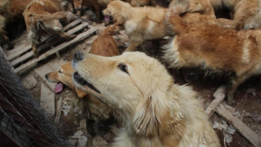 Rescatan a 38 perros golden de un criadero clandestino en Iztapalapa