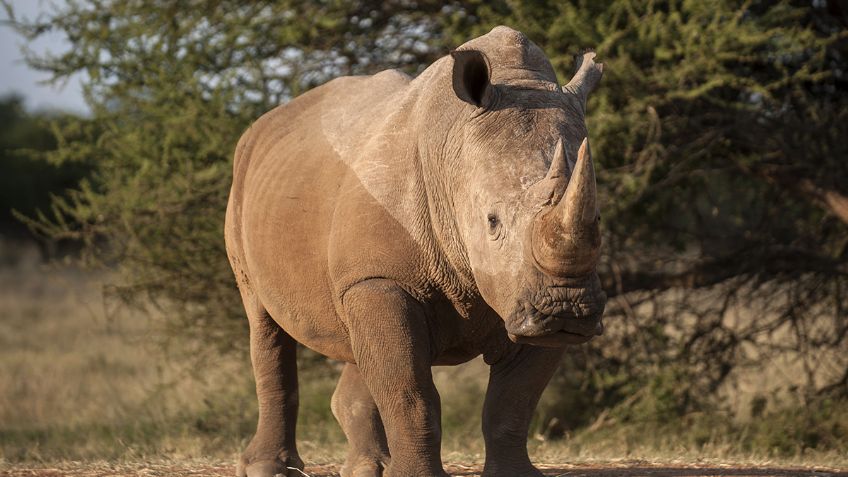 Polémica por una subasta de cuernos de rinoceronte en Sudáfrica