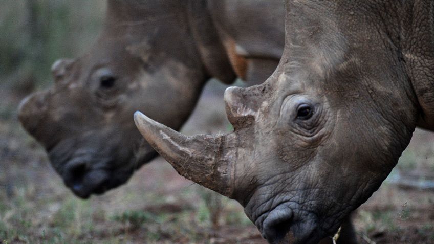 Polémica por una subasta de cuernos de rinoceronte en Sudáfrica