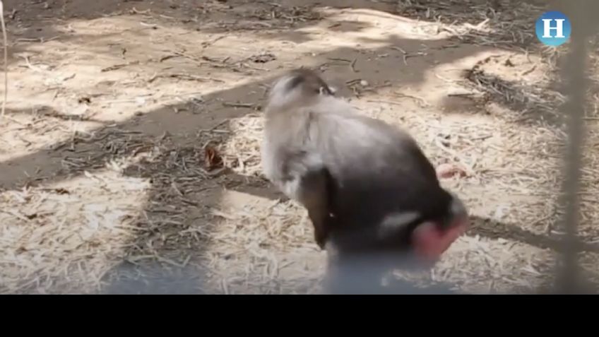 Macaca adopta a un pollo en el zoológico de Israel